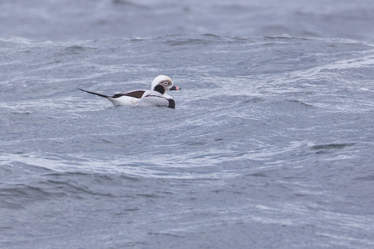 長尾鴨 - ML646139612