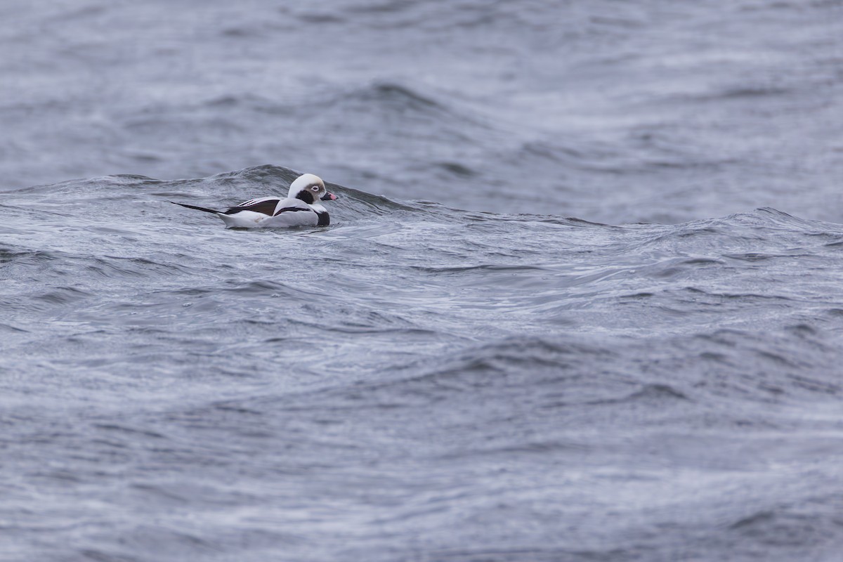 長尾鴨 - ML646139613