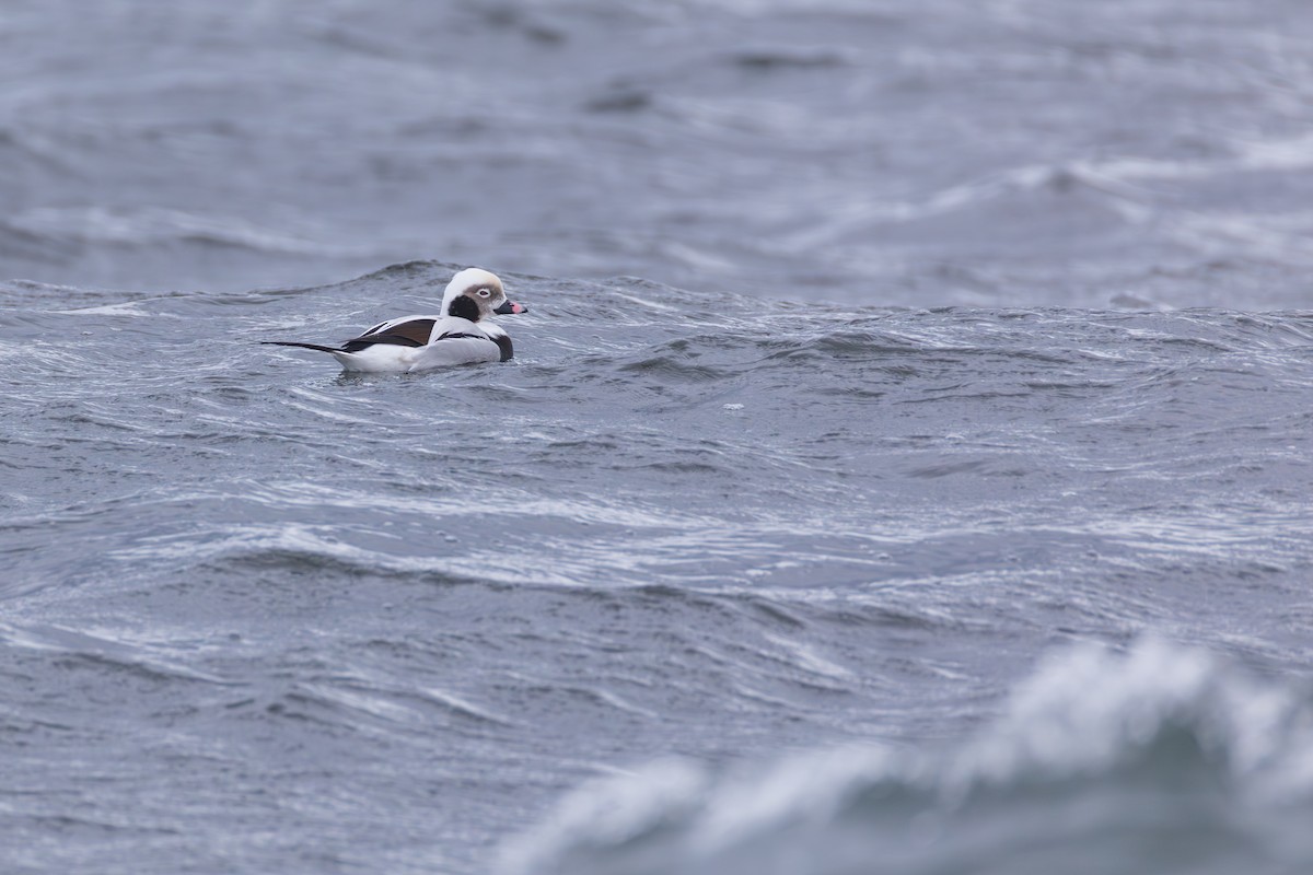 長尾鴨 - ML646139614