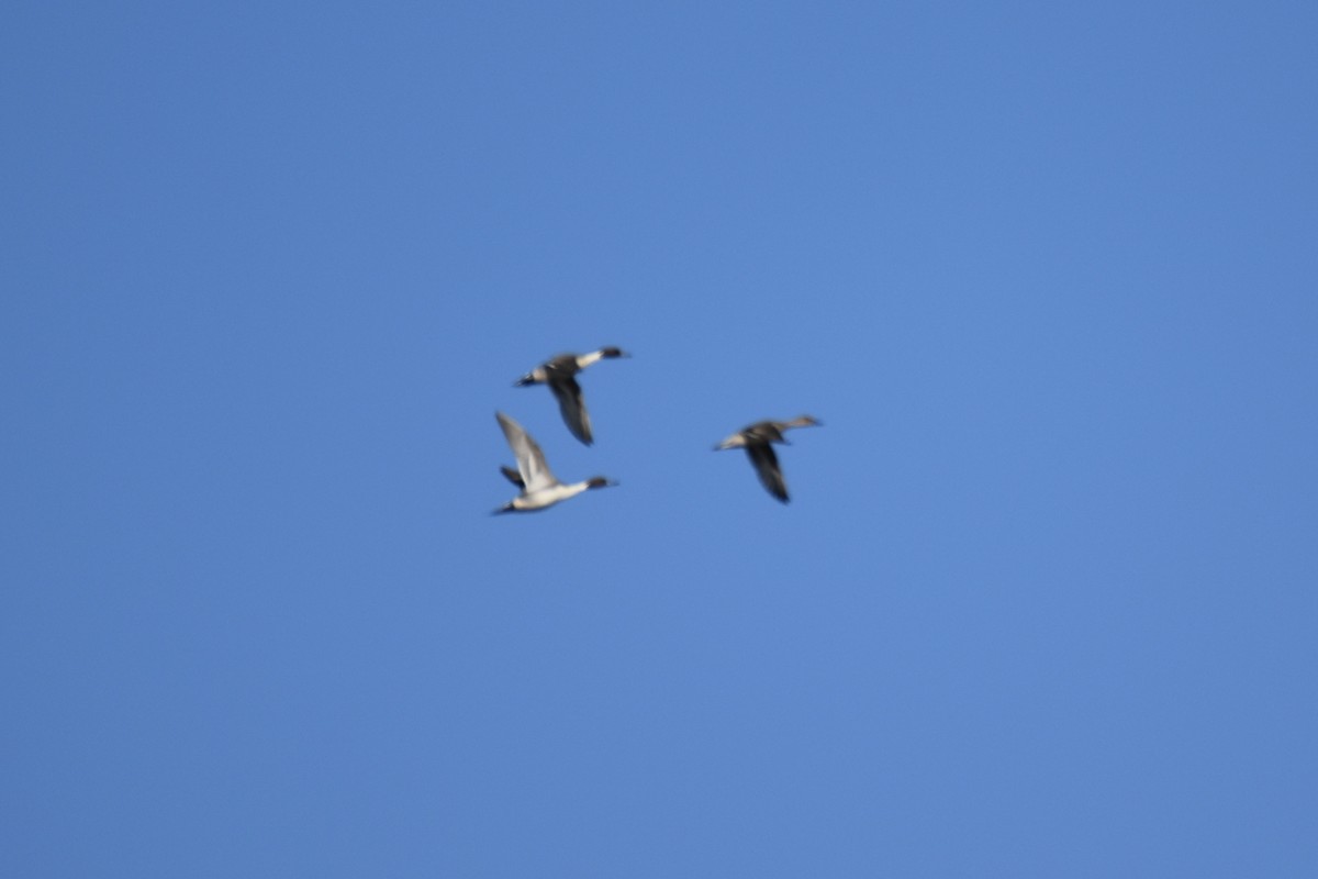 尖尾鴨 - ML646139615