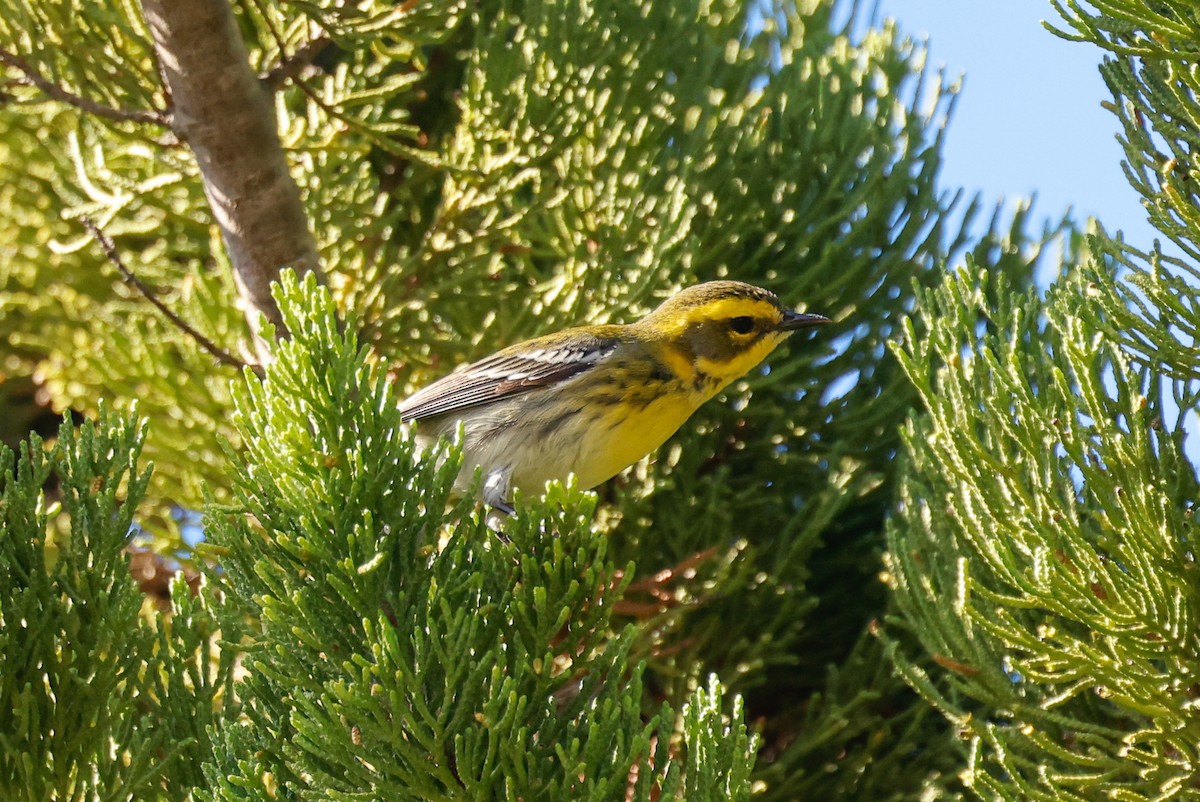Townsend's Warbler - ML646139617