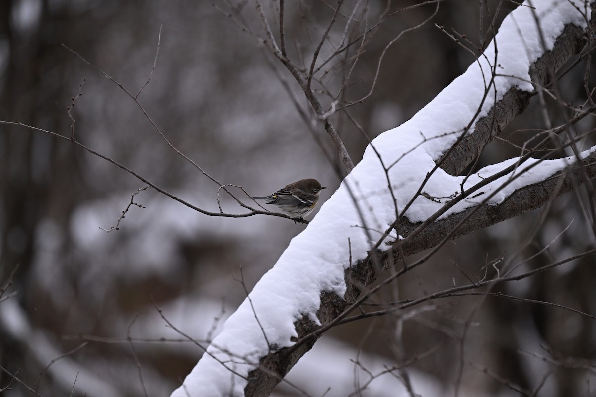 Yellow-rumped Warbler - ML646139618