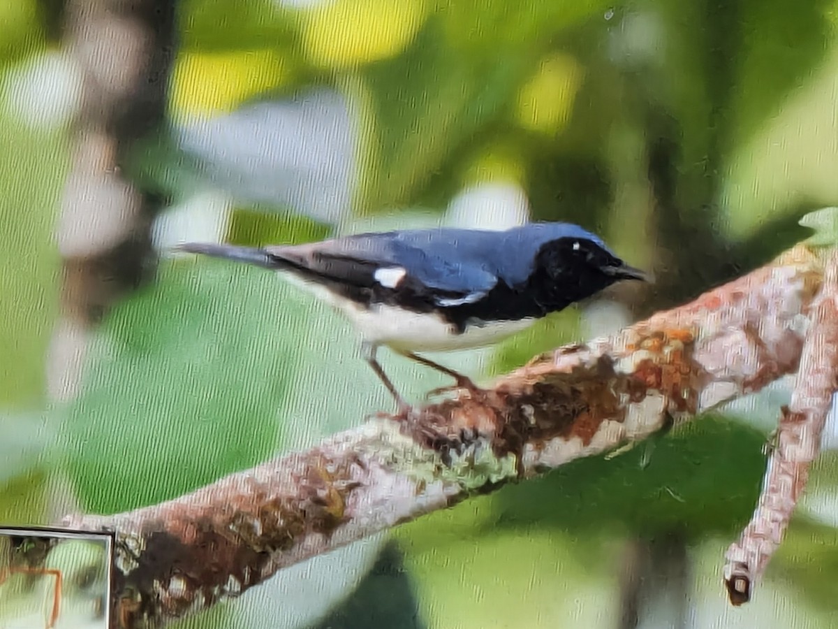Black-throated Blue Warbler - ML646139619