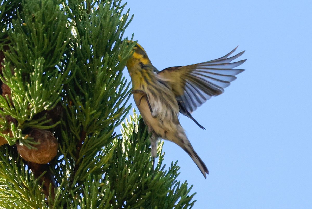 Townsend's Warbler - ML646139620