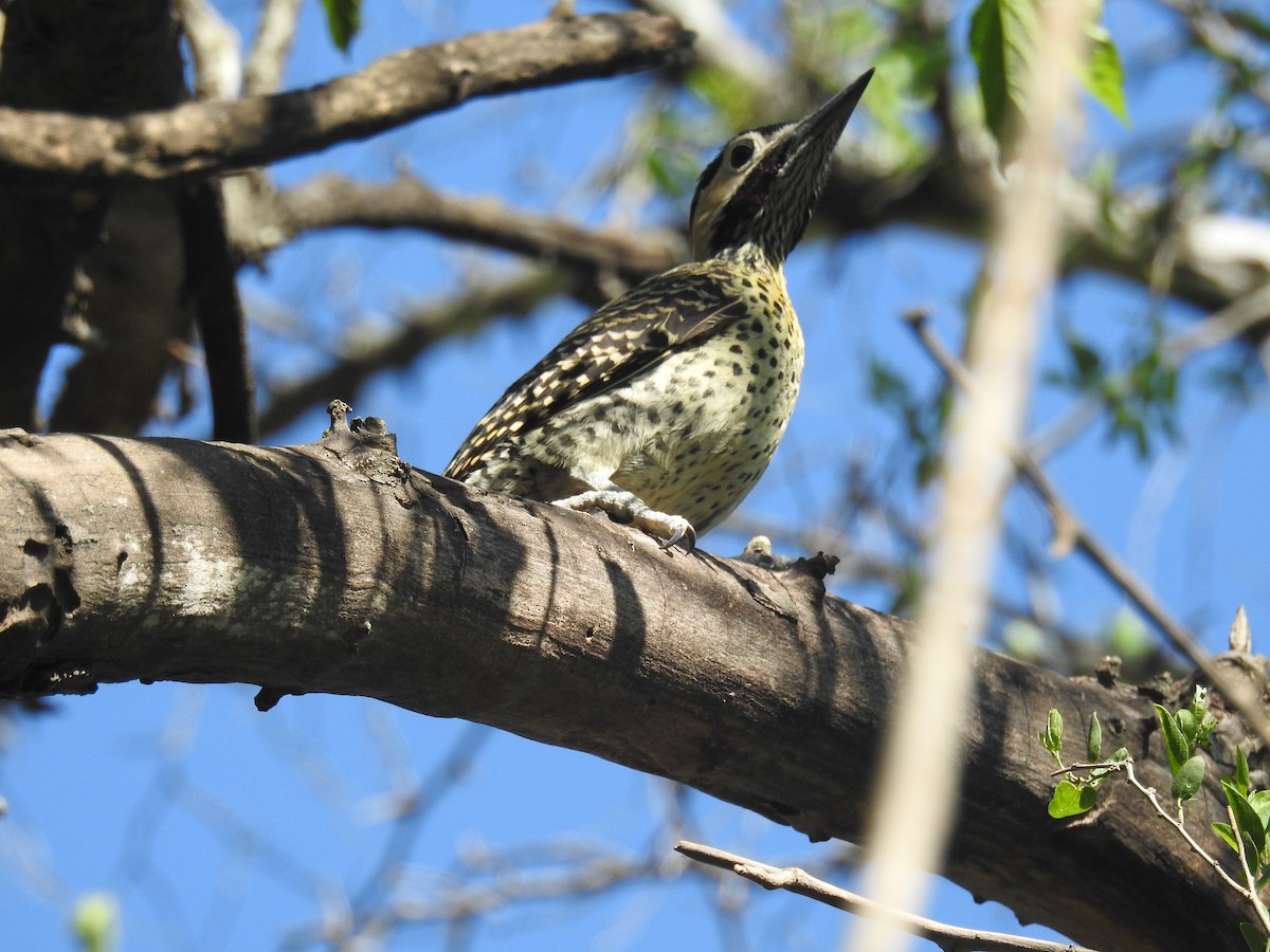 Green-barred Woodpecker - ML646139621