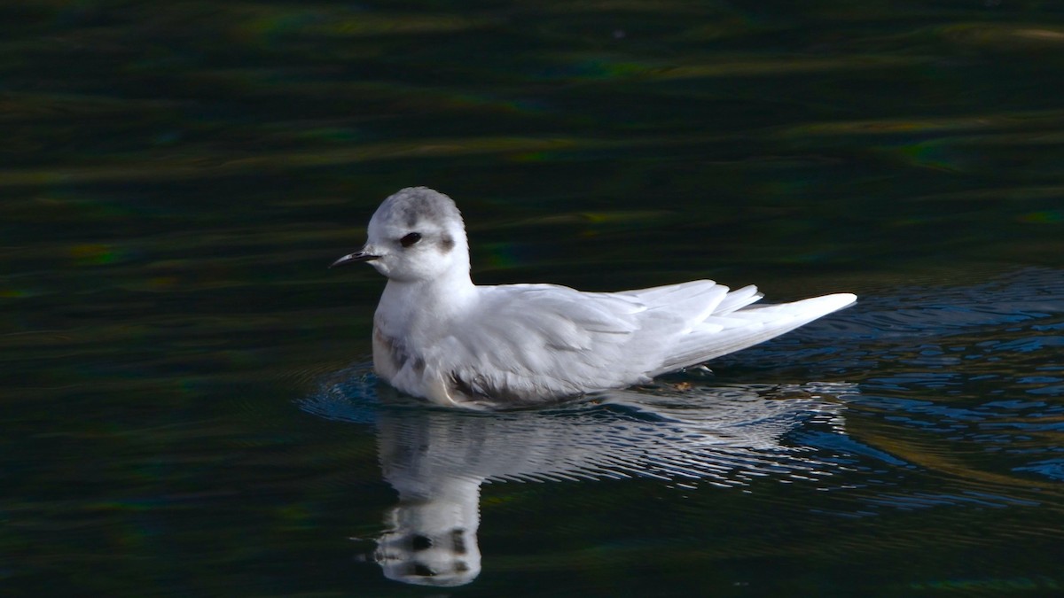 小鷗 - ML646139622