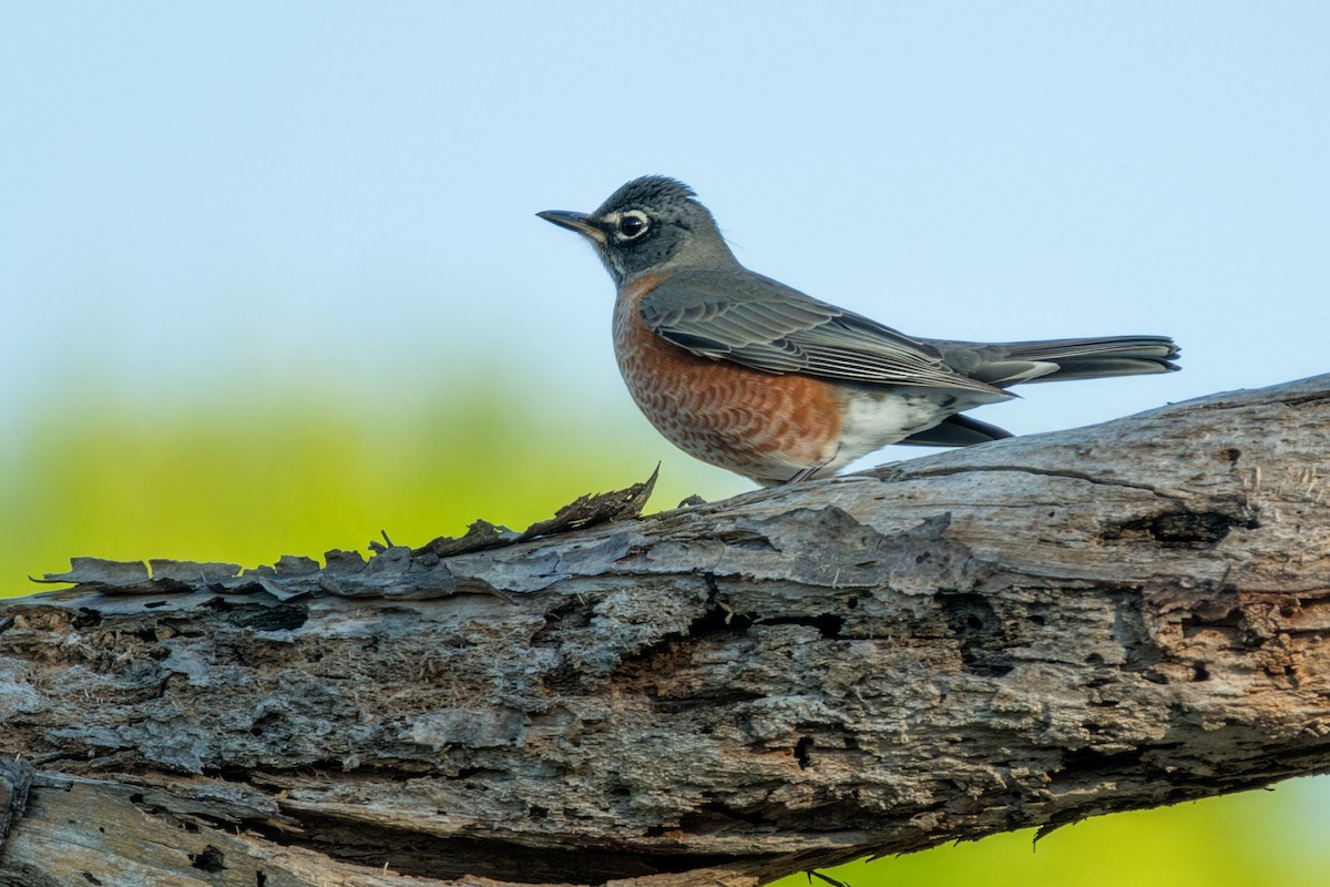 American Robin - ML646139623