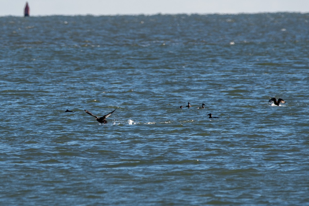 White-winged Scoter - ML646139625