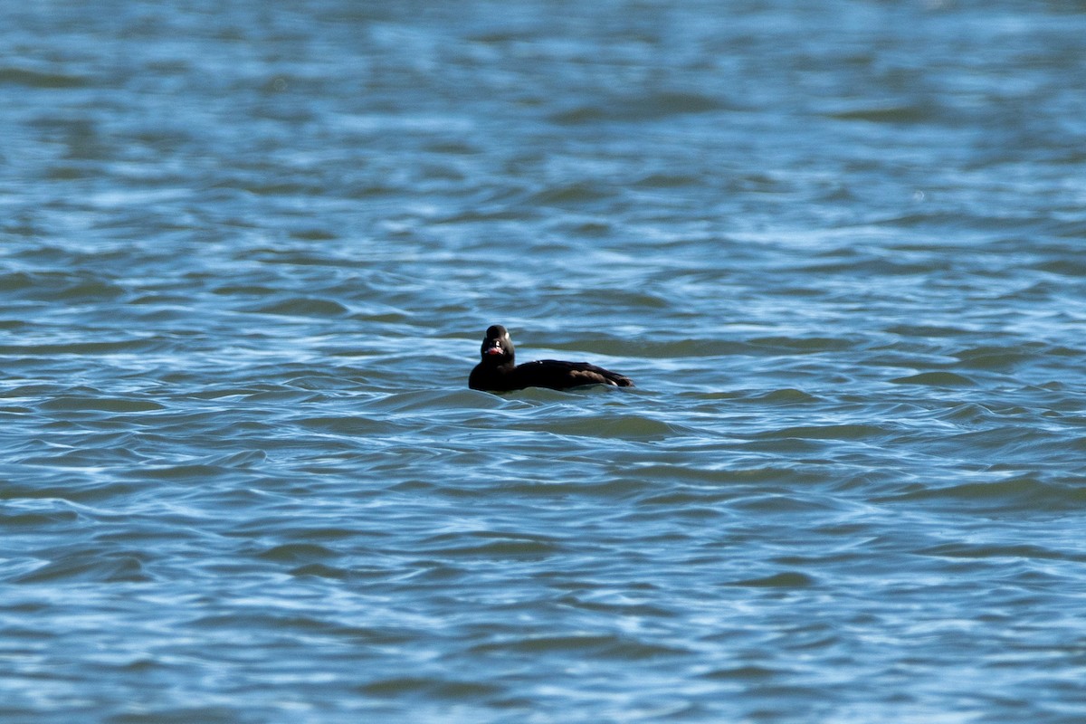 White-winged Scoter - ML646139626