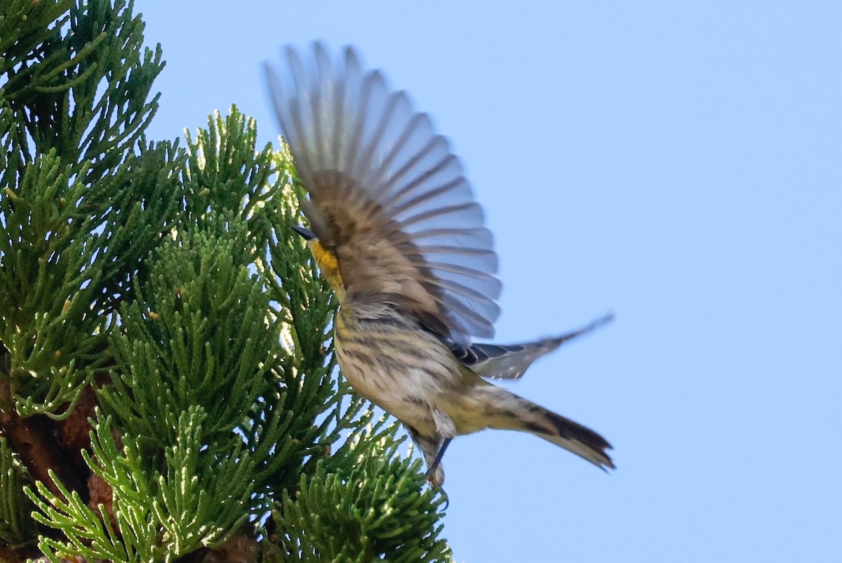 Townsend's Warbler - ML646139627