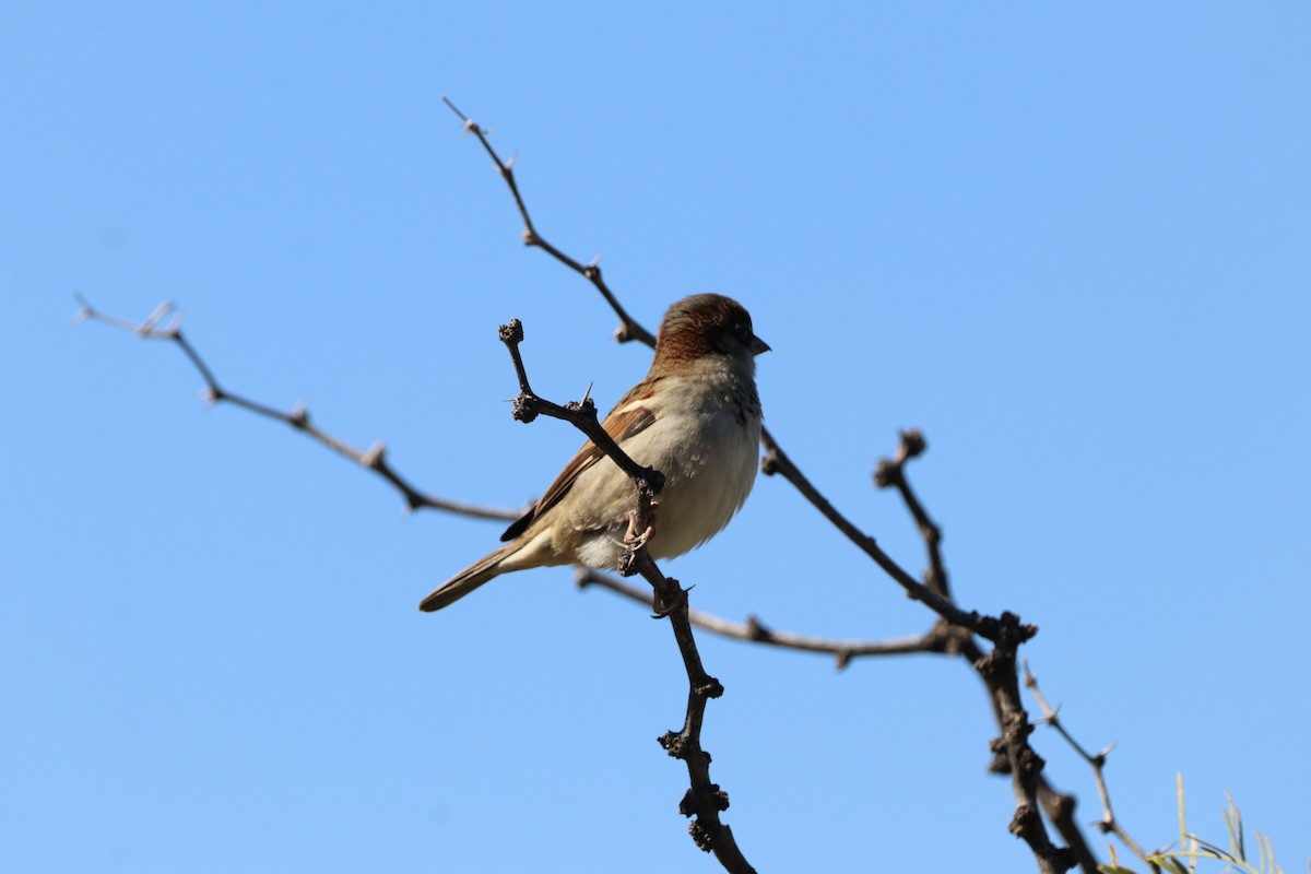 家麻雀 - ML646139628