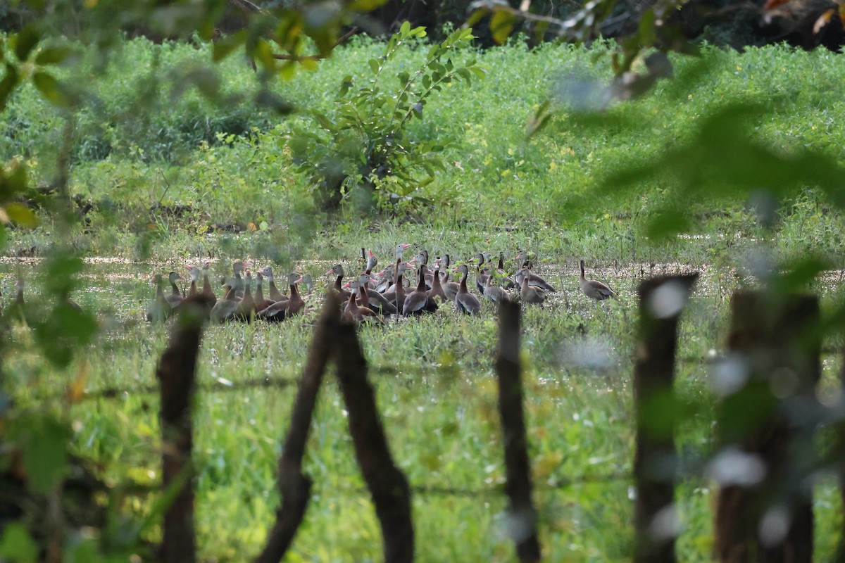 Black-bellied Whistling-Duck - ML646139630