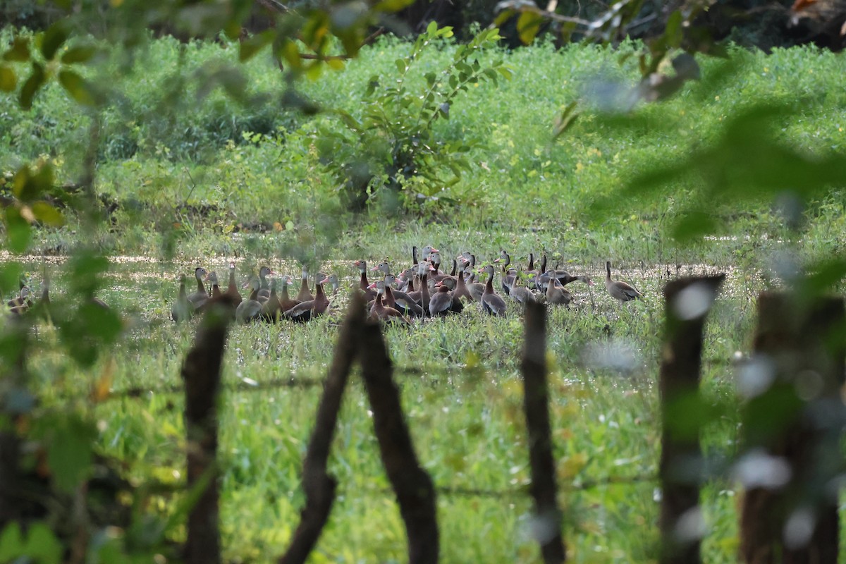 Black-bellied Whistling-Duck - ML646139631