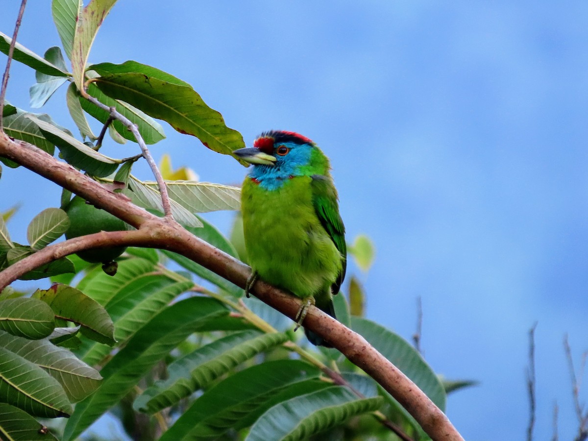 Blue-throated Barbet - ML646139632