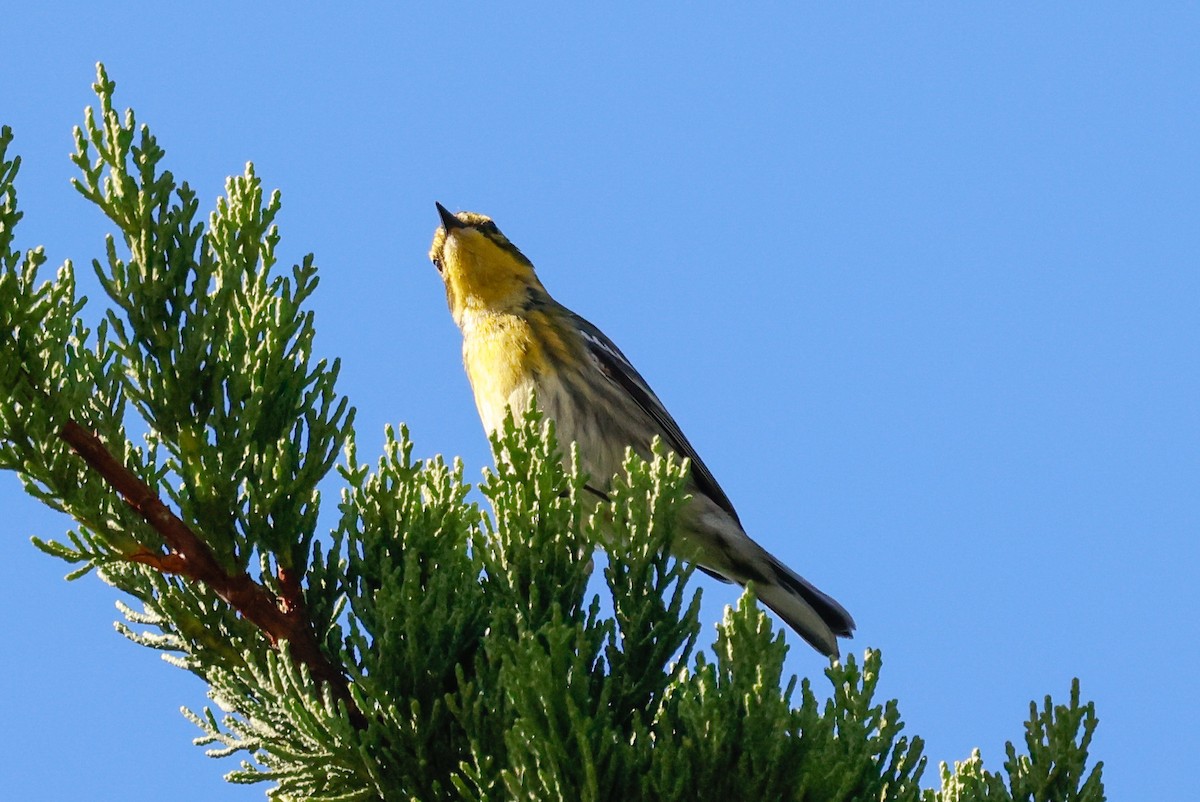 Townsend's Warbler - ML646139635