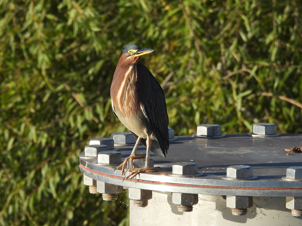 Green Heron - ML646139636