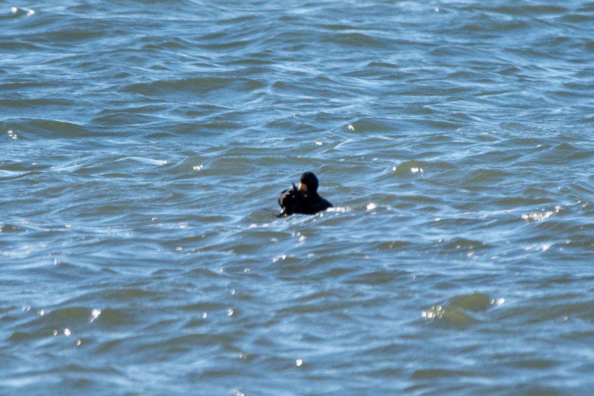 Black Scoter - ML646139637