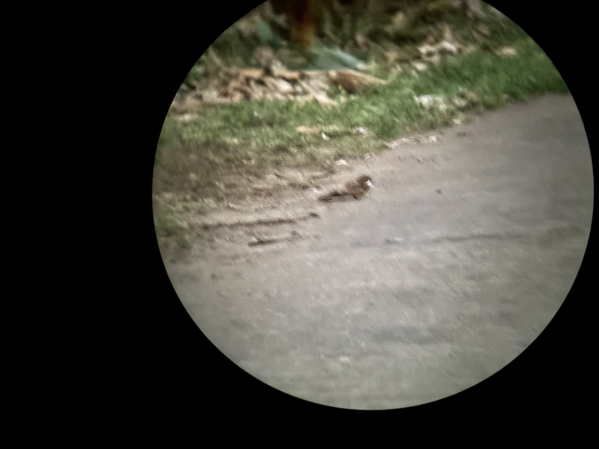 Пораке - ML646139642