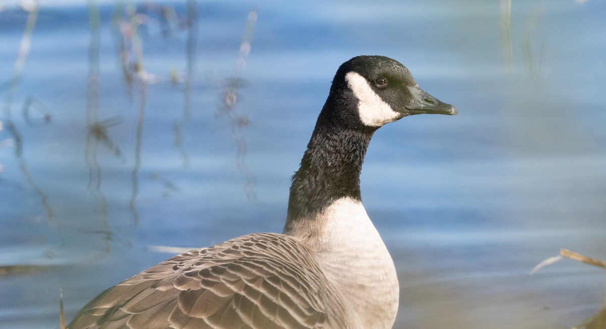 Canada Goose - ML646139645