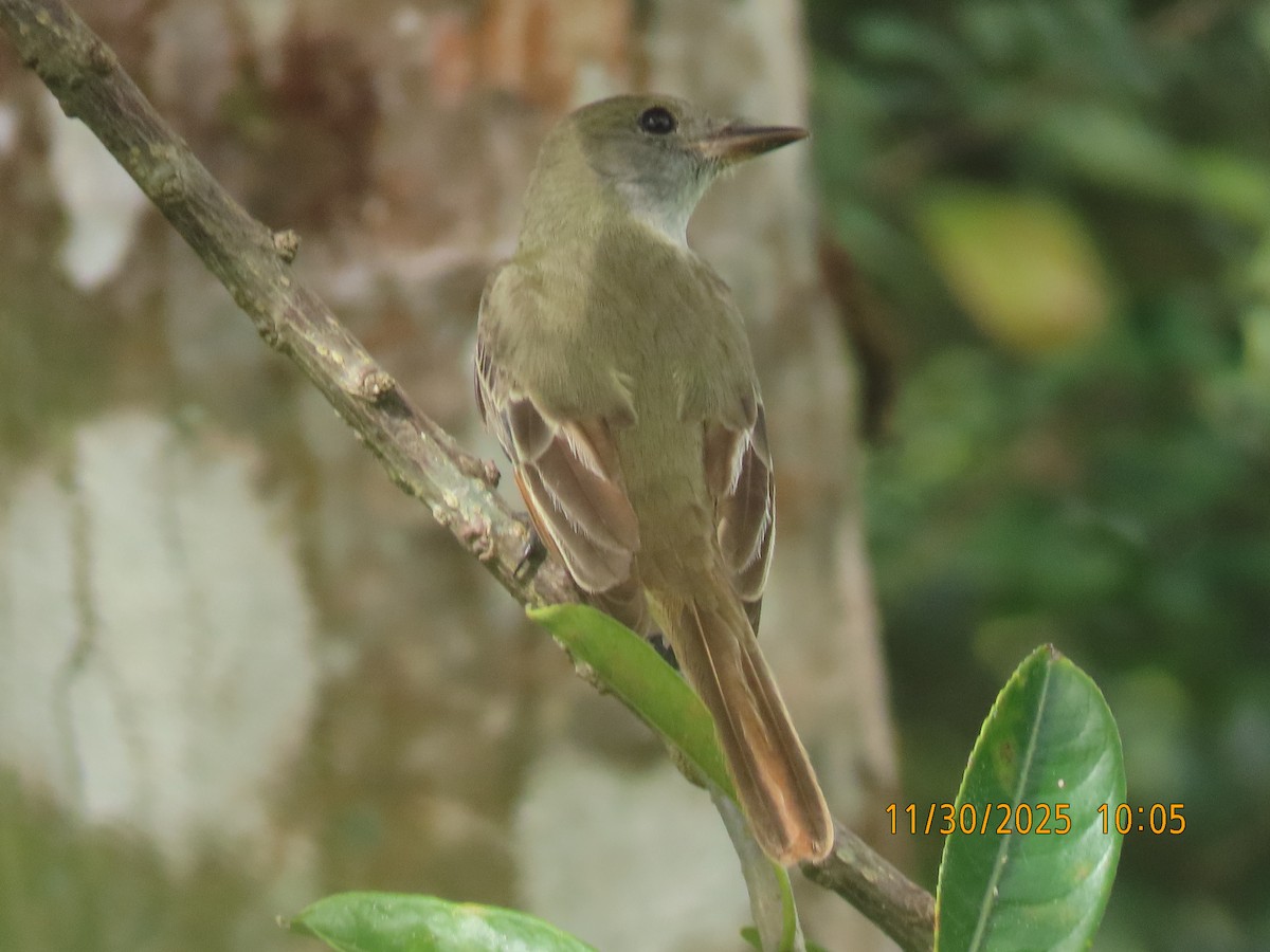 Sarı Karınlı Sinekkapan - ML646139647