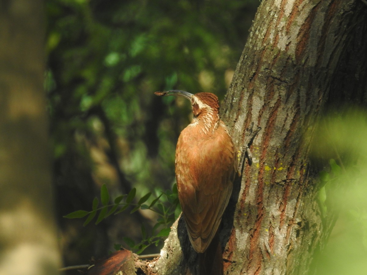 Scimitar-billed Woodcreeper - ML646139652
