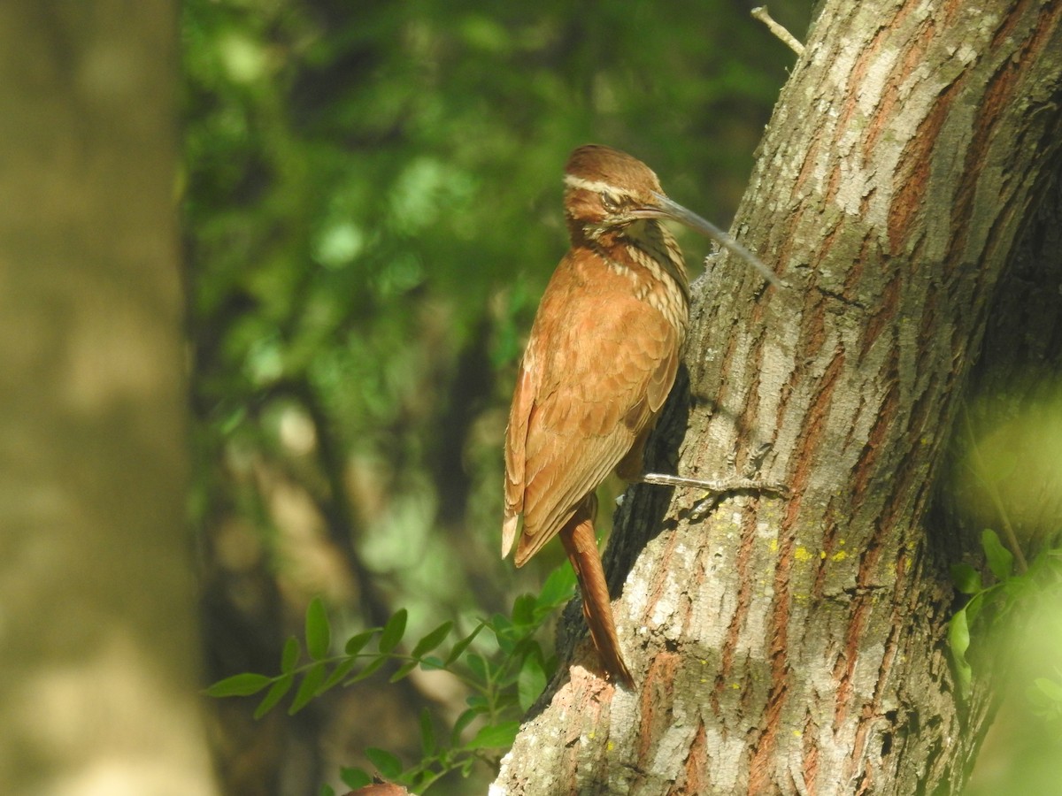 Scimitar-billed Woodcreeper - ML646139654