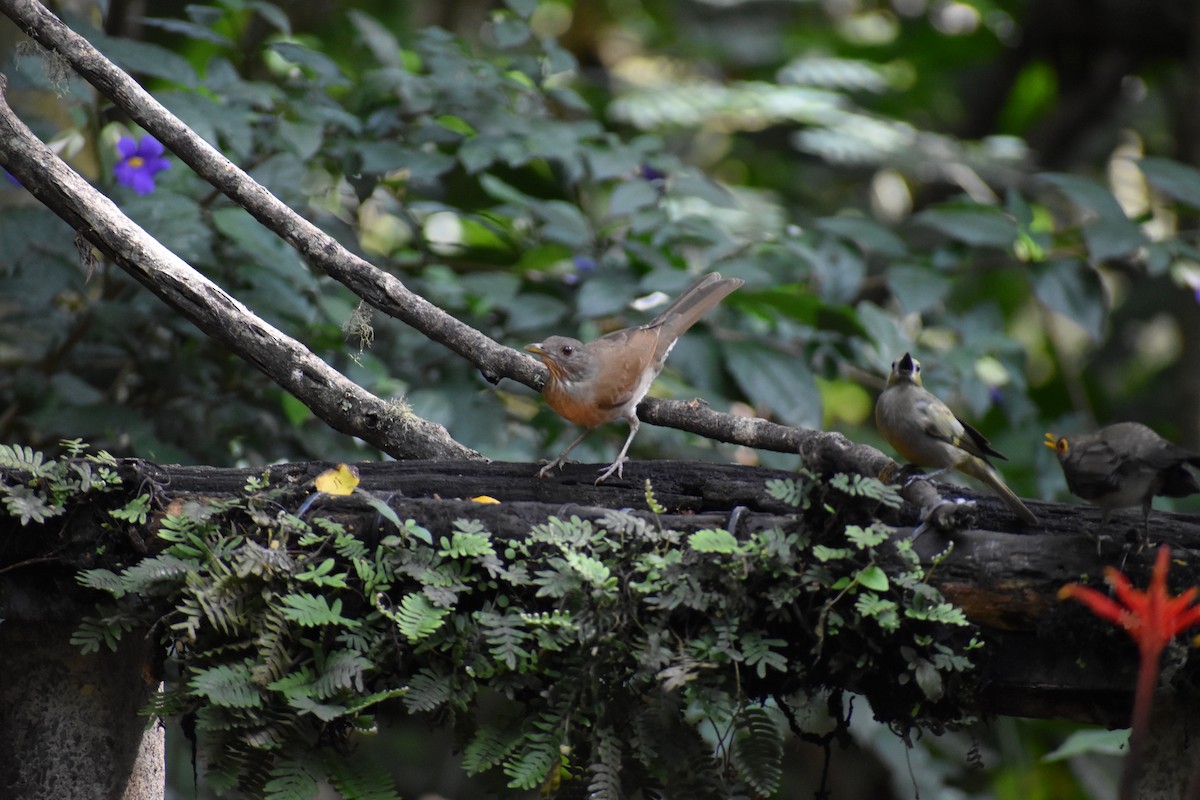 Pale-breasted Thrush - ML646139672