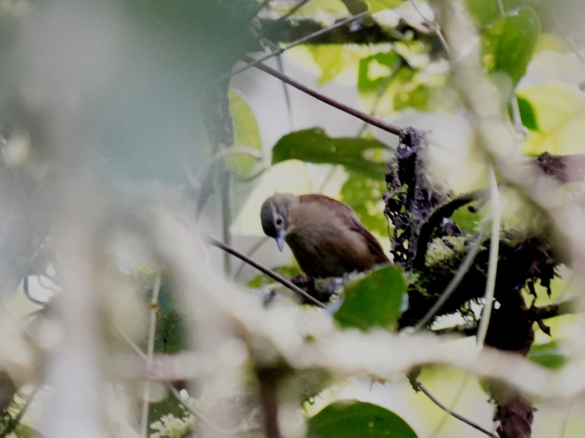 Montane Foliage-gleaner - ML646139682