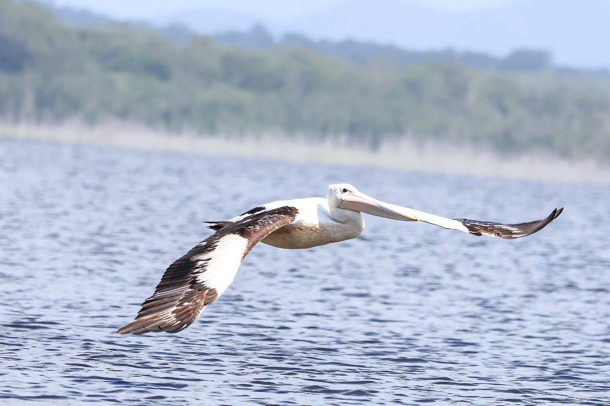 Australian Pelican - ML646139683