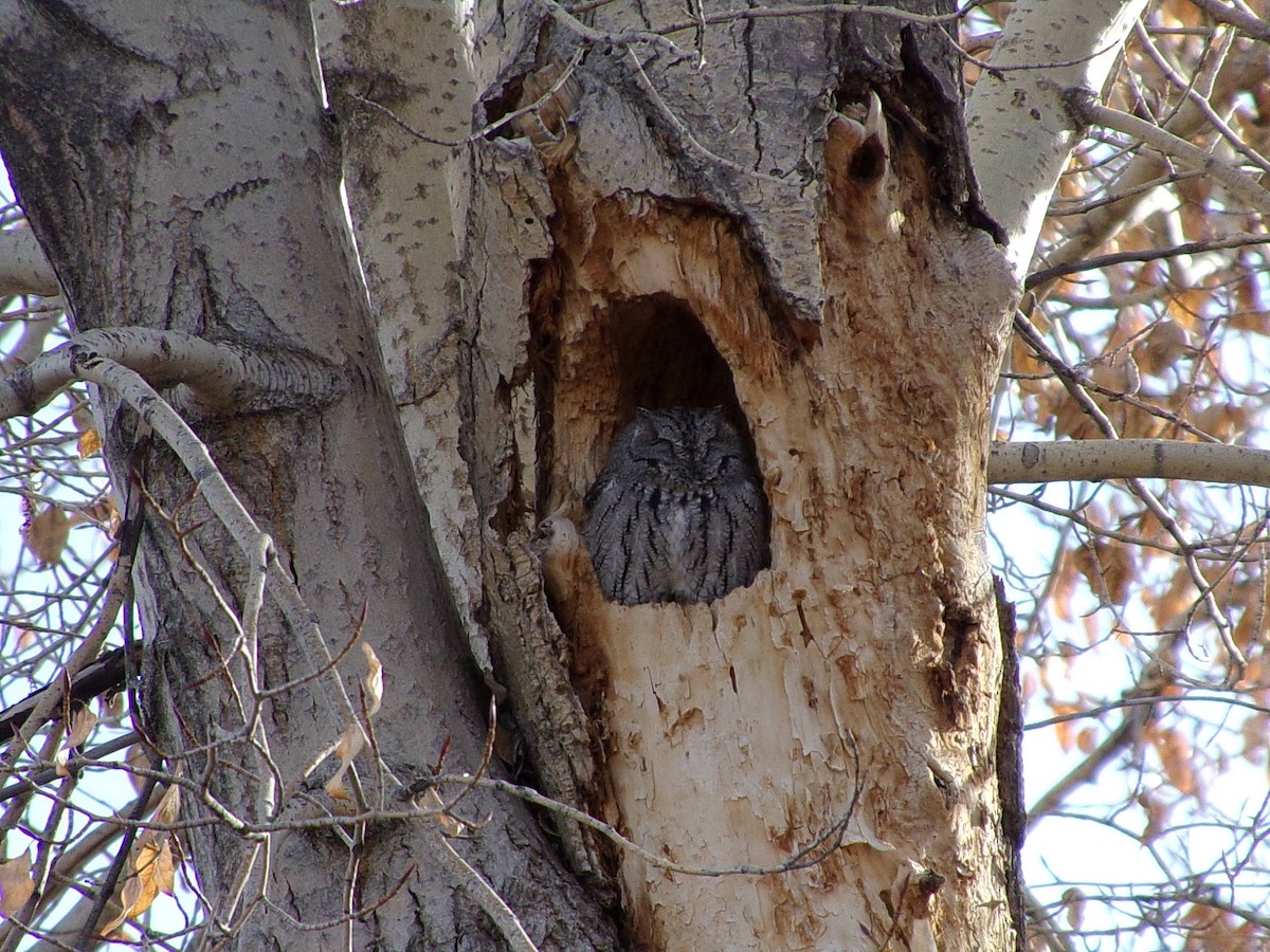 Western Screech-Owl - ML646139685