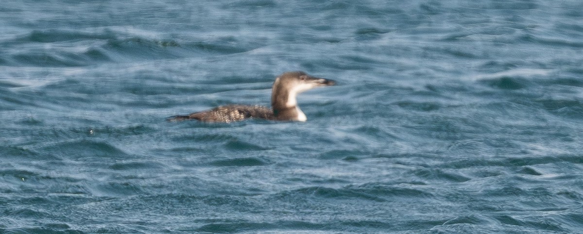 Common Loon - ML646139688