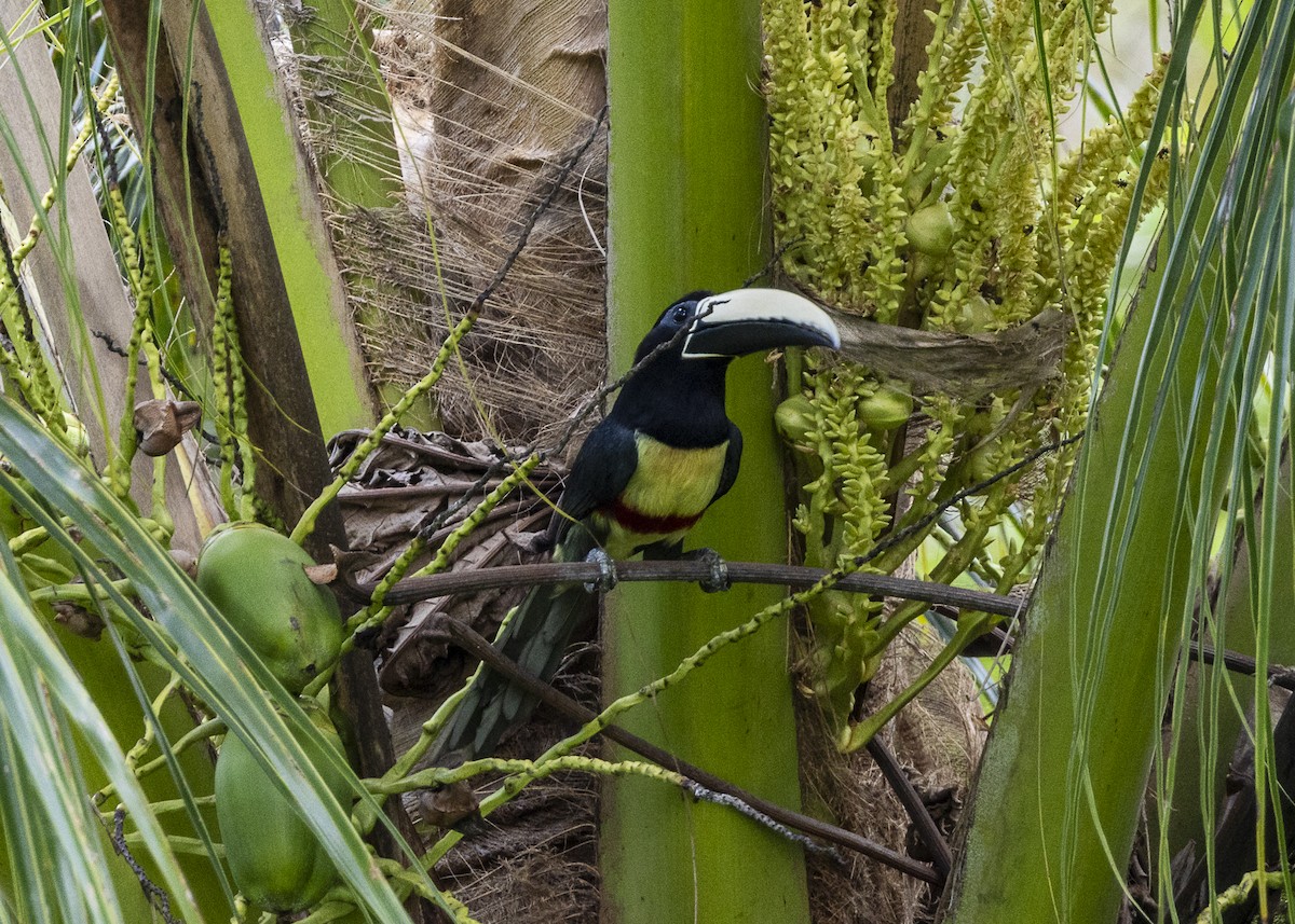 Araçari grigri - ML646139691