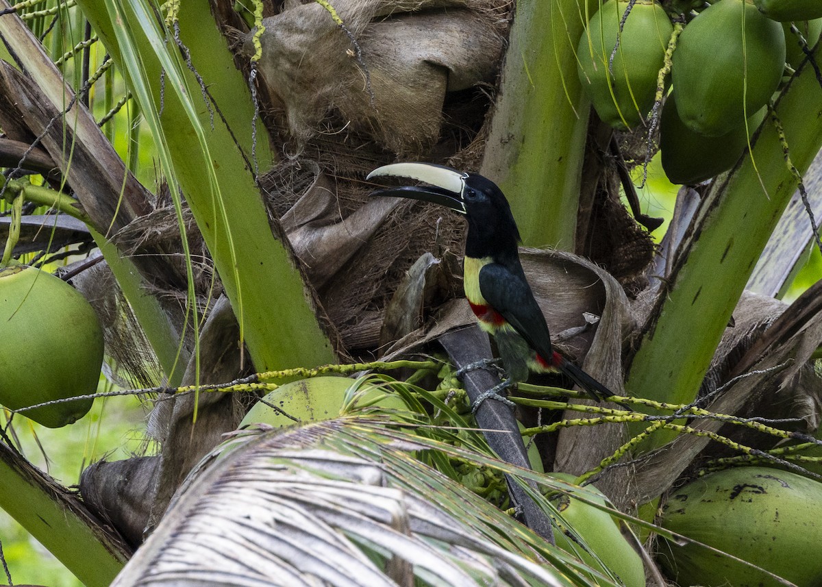 Araçari grigri - ML646139693