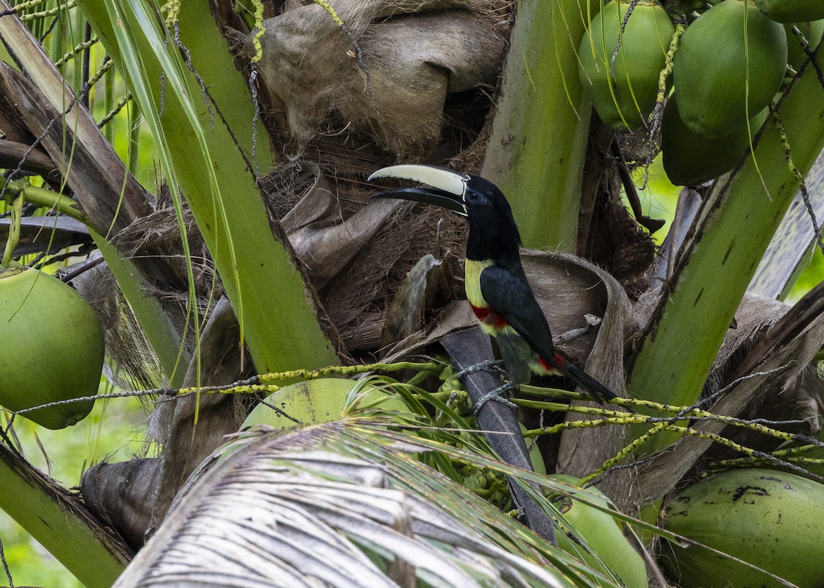 Araçari grigri - ML646139694