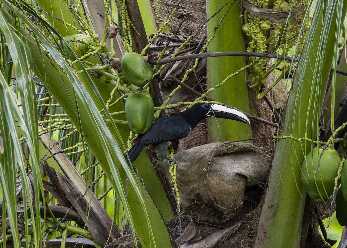 Araçari grigri - ML646139695