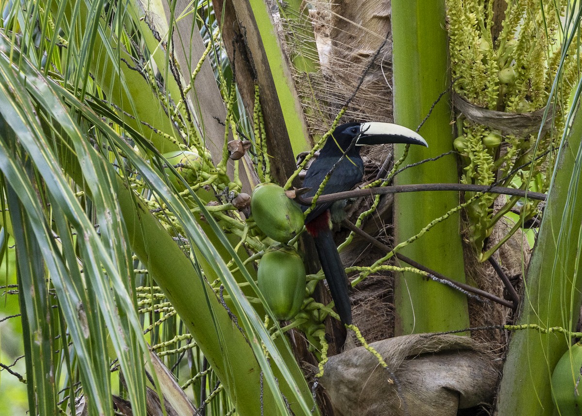 Araçari grigri - ML646139696