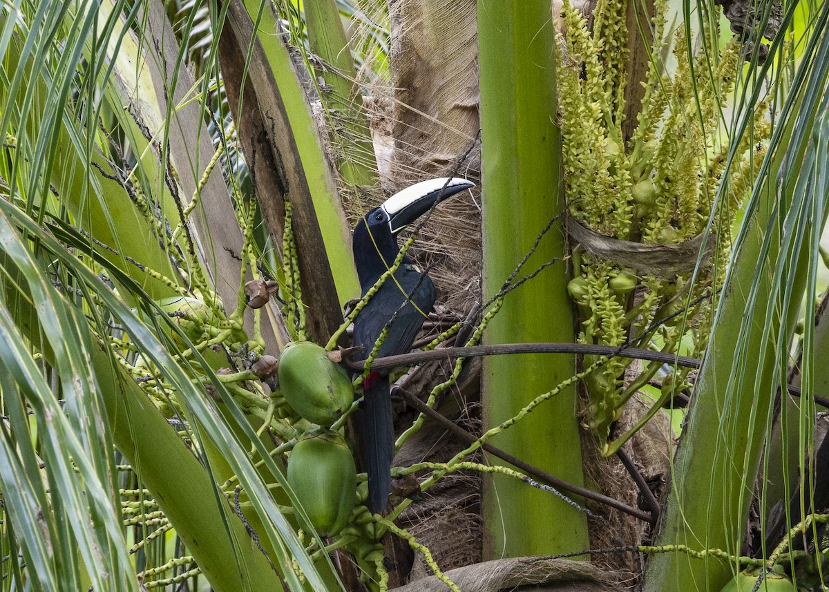 Araçari grigri - ML646139697