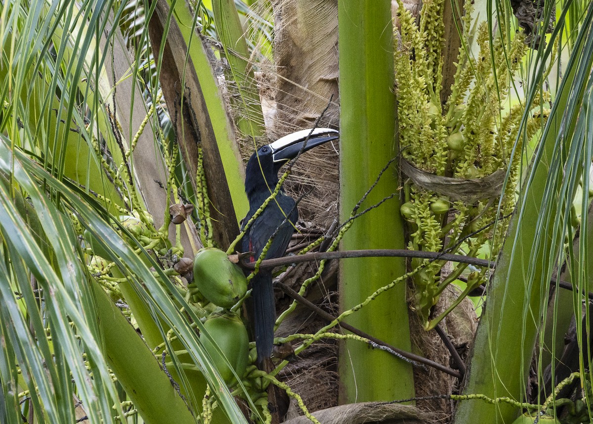 Araçari grigri - ML646139698