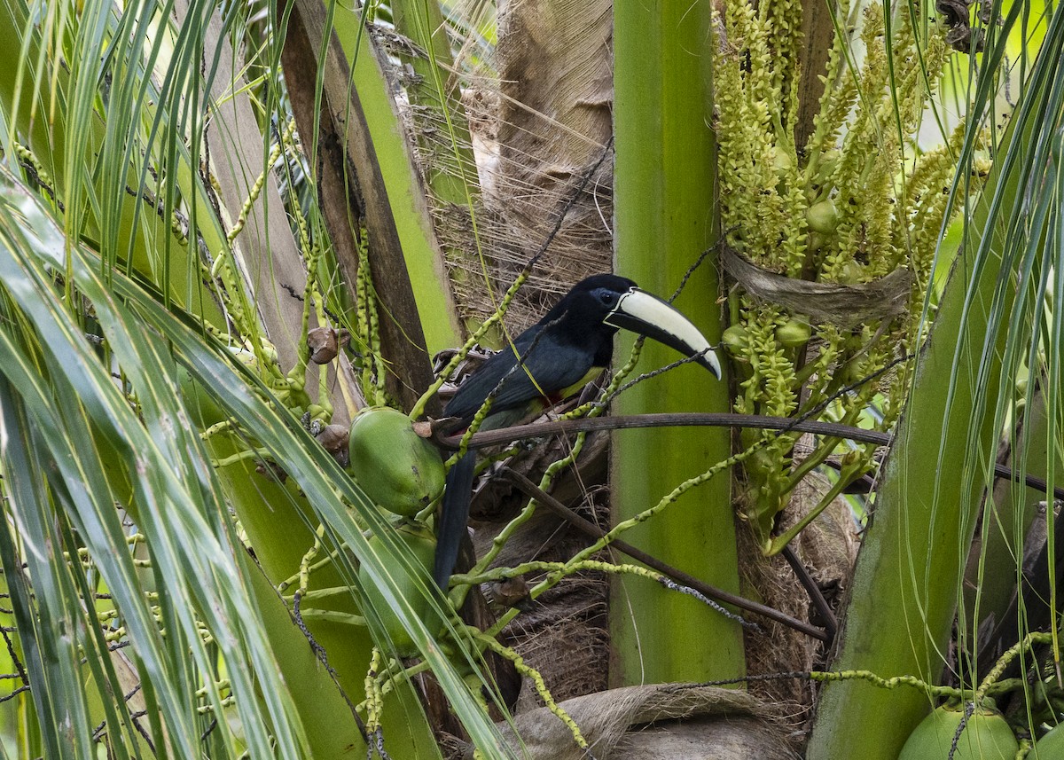 Araçari grigri - ML646139699