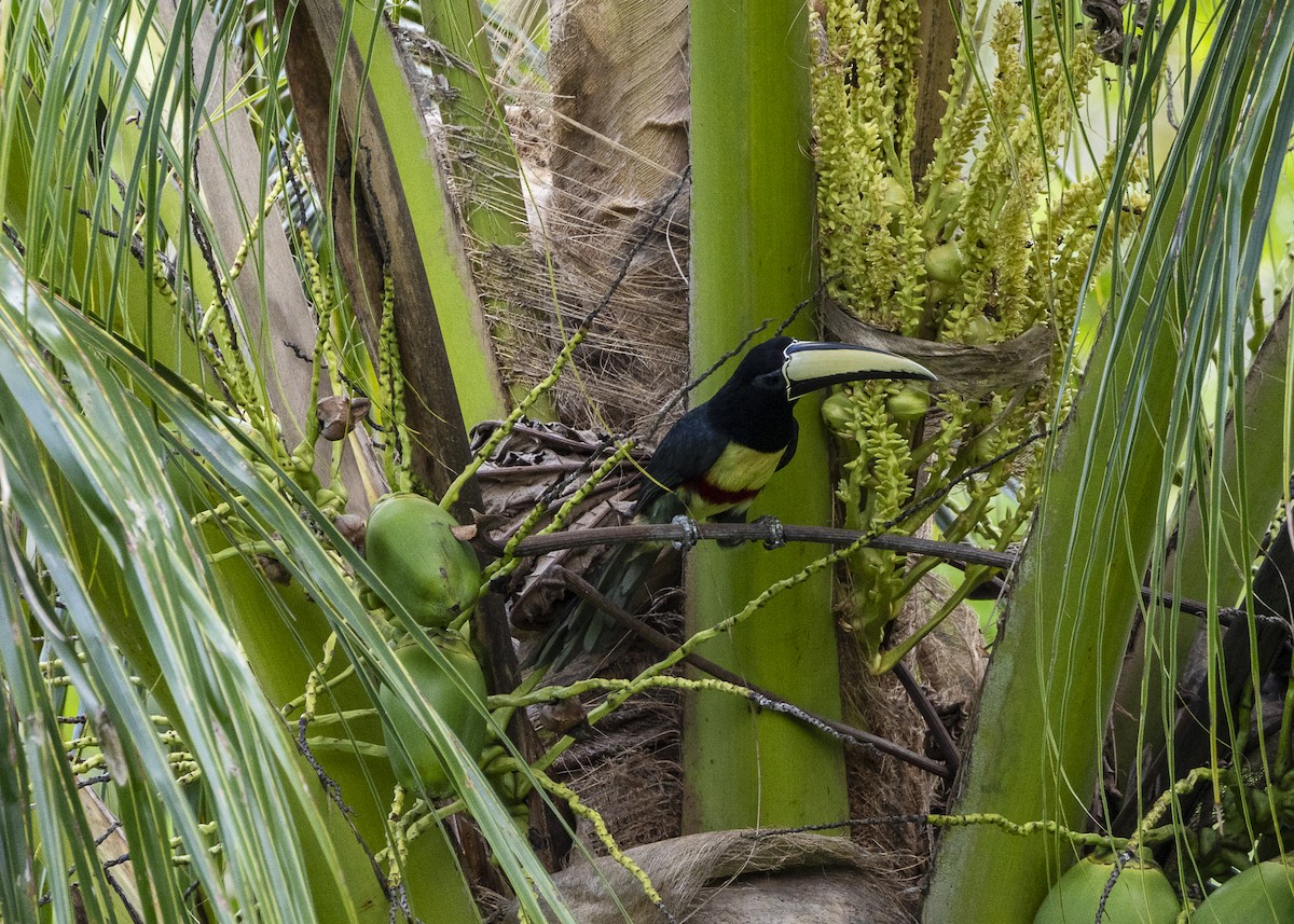 Araçari grigri - ML646139701