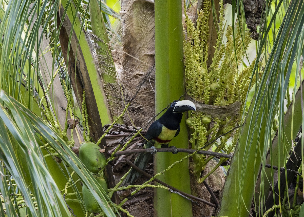 Araçari grigri - ML646139703