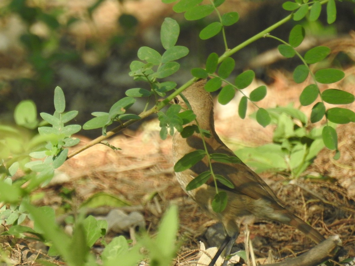 Crested Hornero - ML646139711