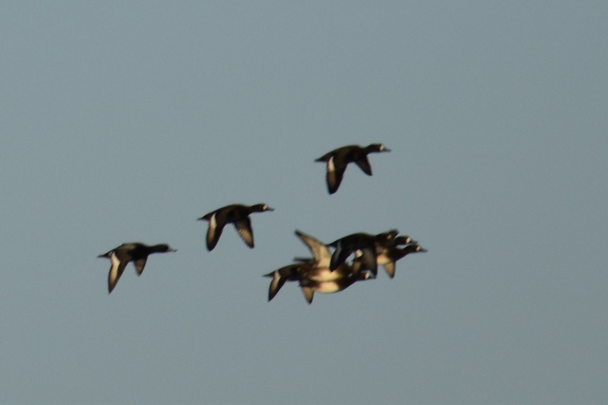 Greater Scaup - ML646139713
