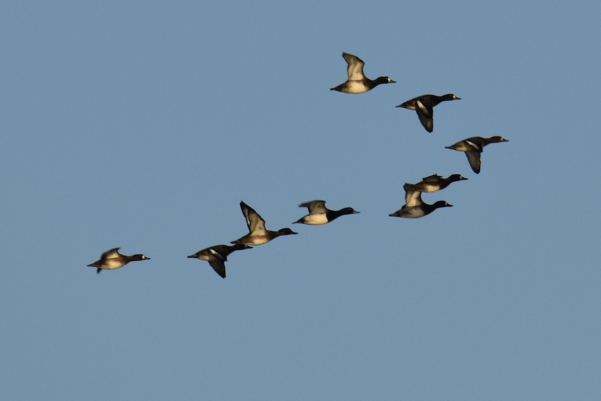 Greater Scaup - ML646139714
