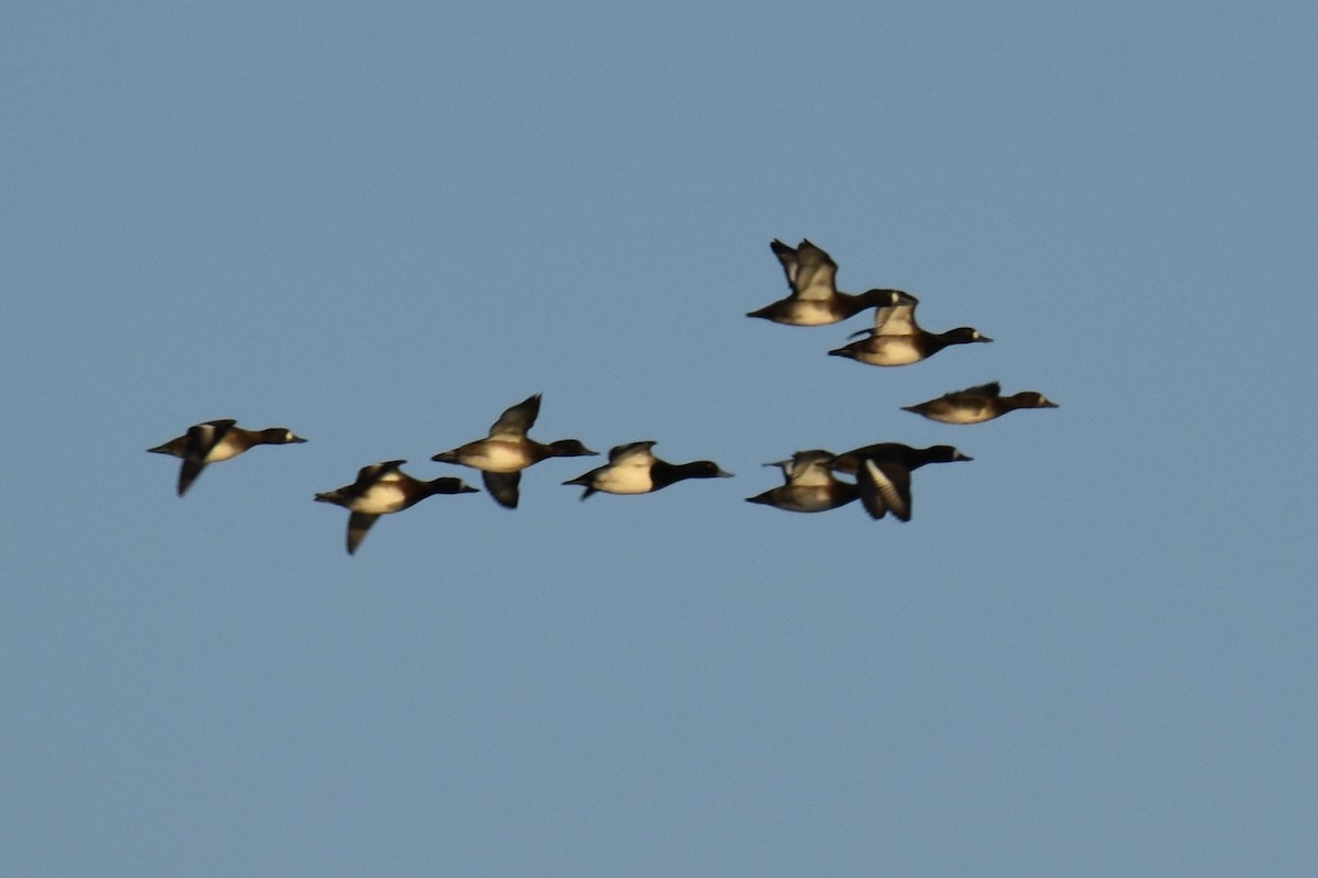 Greater Scaup - ML646139715