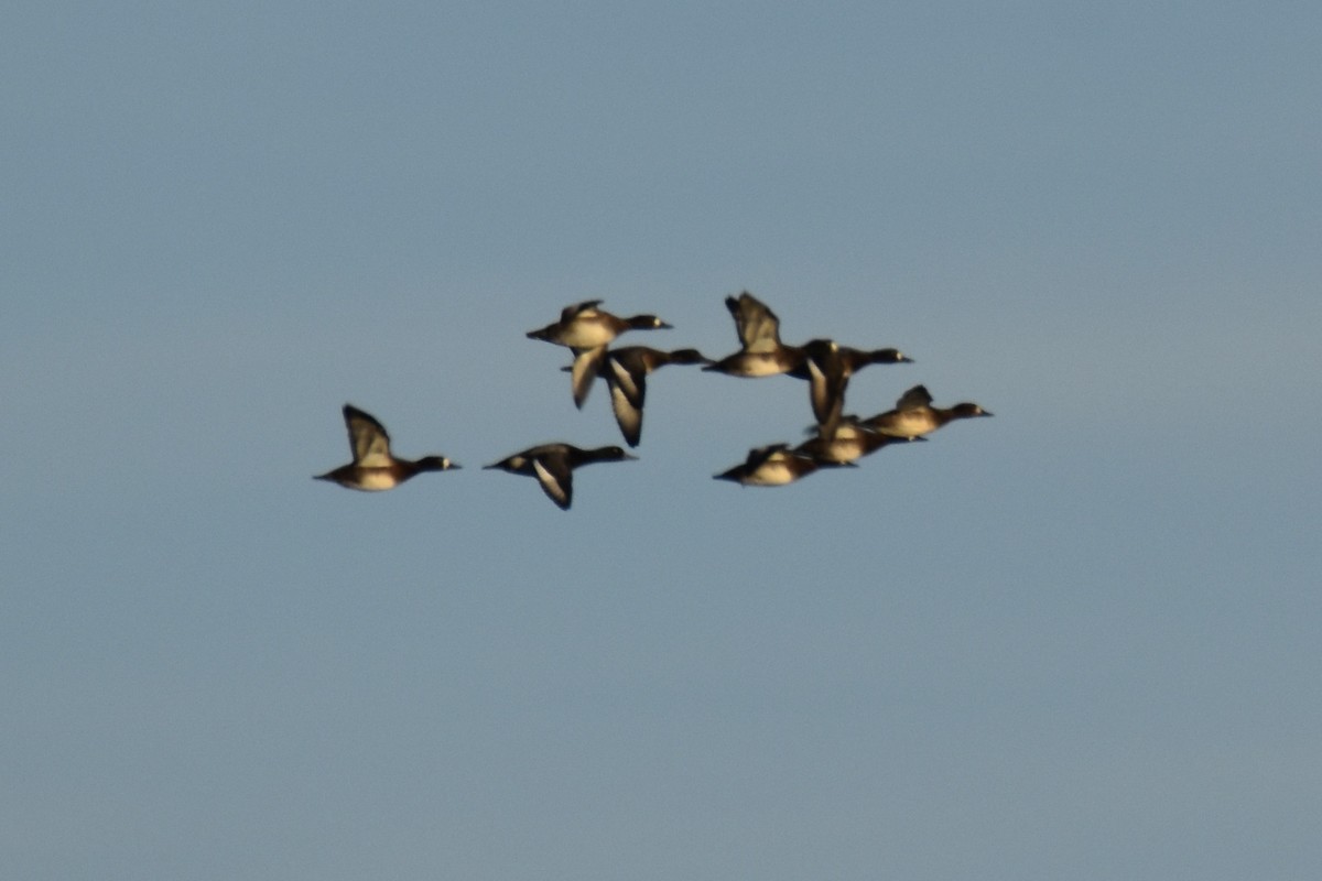 Greater Scaup - ML646139716