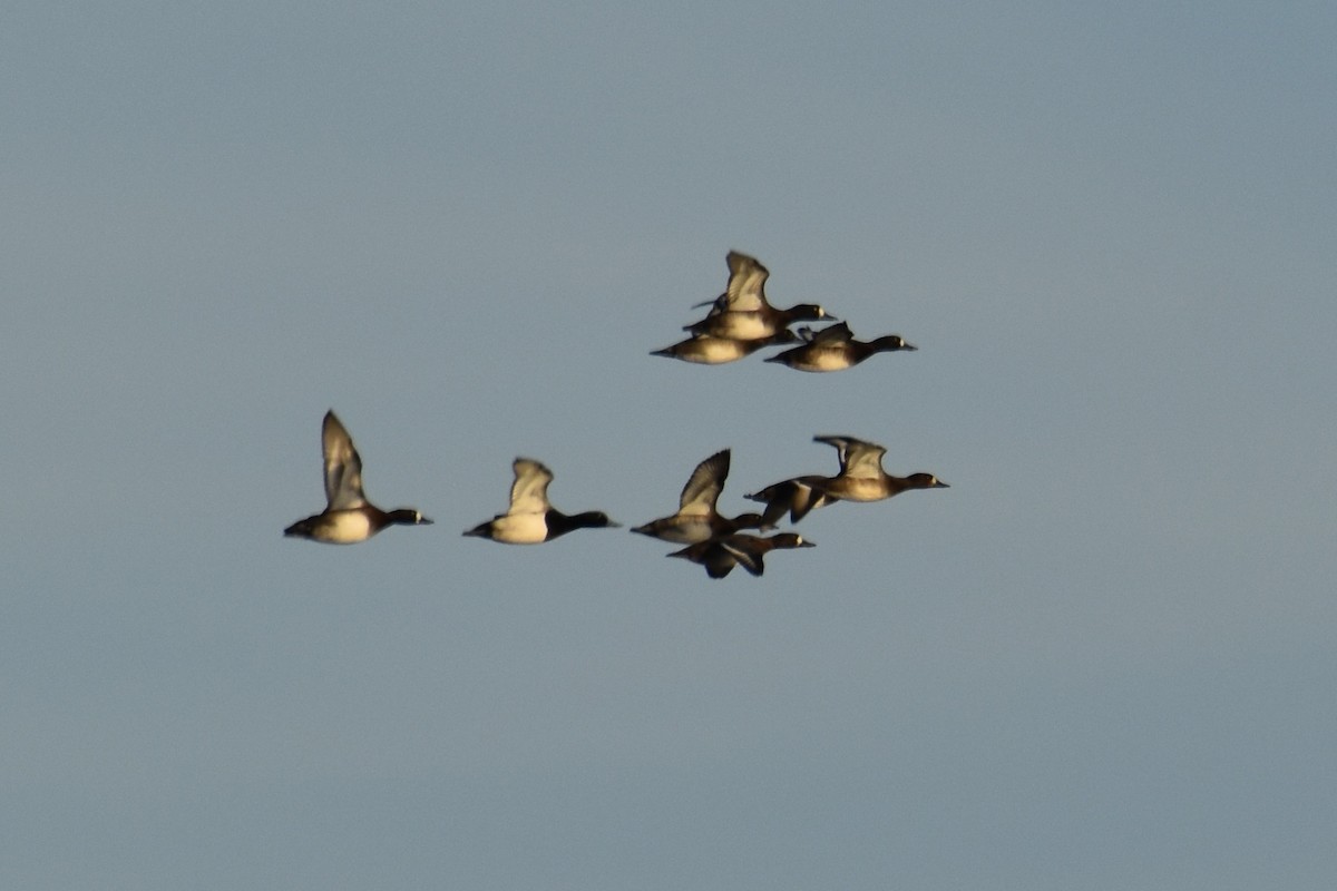 Greater Scaup - ML646139717