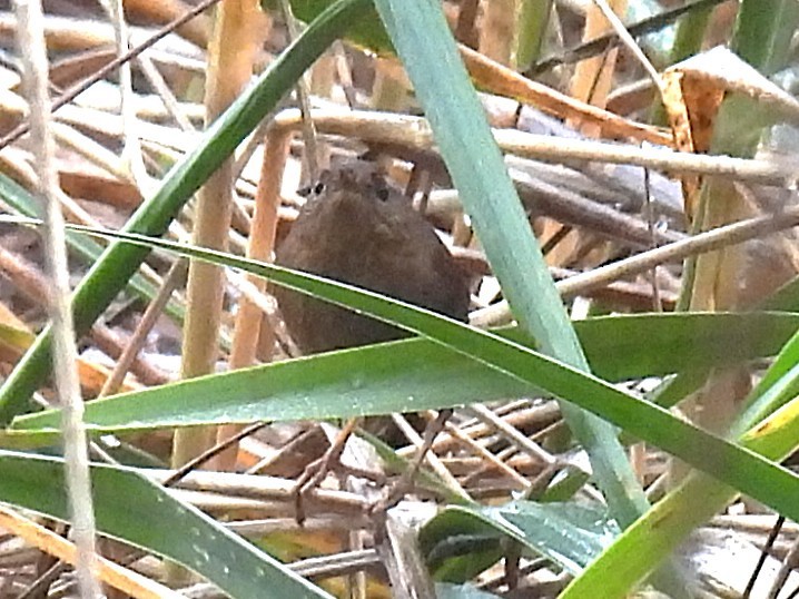Pacific Wren - ML646139719