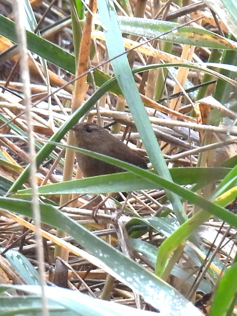 Pacific Wren - ML646139720