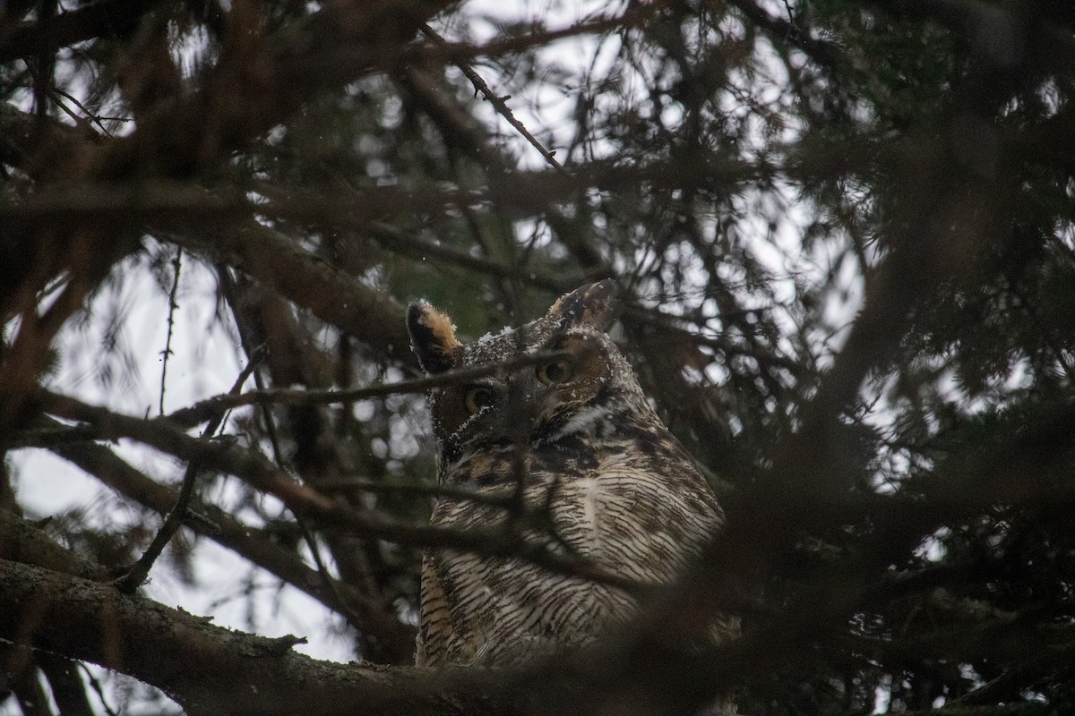 Great Horned Owl - ML646139721
